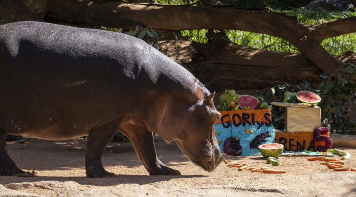 BIOPARC València celebra una fiesta “subacuática” por el cumpleaños de los hipopótamos Gori y Serena BIOPARC València celebra una fiesta “subacuática” por el cumpleaños de los hipopótamos Gori y Serena