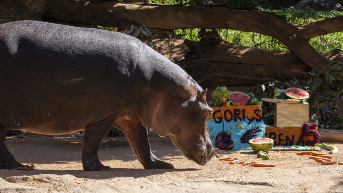 BIOPARC-Valencia-celebra-con-una-fiesta-subacuatica-el-cumpleanos-de-los-hipopotamos-Gori-y-Serena BIOPARC València celebra una fiesta “subacuática” por el cumpleaños de los hipopótamos Gori y Serena