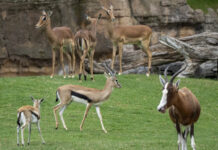 BIOPARC Valencia incorpora un nuevo macho de gacela de Thomson a su sabana africana BIOPARC Valencia incorpora un nuevo macho de gacela de Thomson a su sabana africana