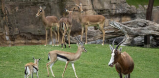 BIOPARC Valencia incorpora un nuevo macho de gacela de Thomson a su sabana africana