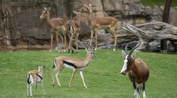 BIOPARC Valencia incorpora un nuevo macho de gacela de Thomson a su sabana africana BIOPARC Valencia incorpora un nuevo macho de gacela de Thomson a su sabana africana