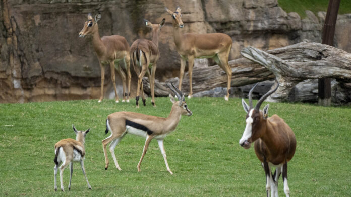 Mayo 2026 - Nuevo macho de gacela Thomson en la sabana de BIOPARC Valencia_2 BIOPARC Valencia incorpora un nuevo macho de gacela de Thomson a su sabana africana