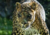 Muere Negombo, el leopardo más longevo de Bioparc