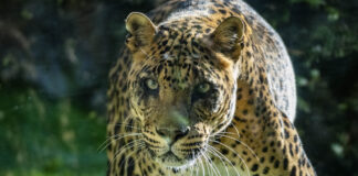 Muere Negombo, el leopardo más longevo de Bioparc
