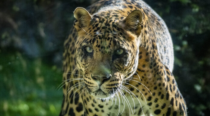 Muere Negombo, el leopardo más longevo de Bioparc Muere Negombo, el leopardo más longevo de Bioparc