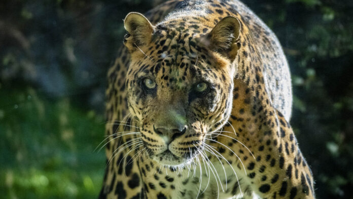 Muere Negombo, el leopardo más longevo de Bioparc