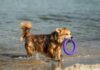 ¿Cómo afectará a nuestras mascotas el eclipse solar del 12 de agosto? Perro paseando por València en un día de calor tras superar los 25 grados