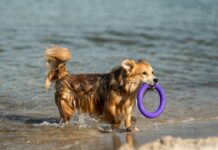 València supera los 35 grados: ¿Cómo afecta el calor a los perros? Perro paseando por València en un día de calor tras superar los 25 grados