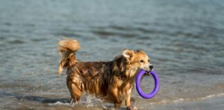 Perro paseando por València en un día de calor tras superar los 25 grados