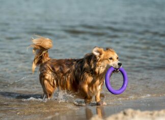 Perro paseando por València en un día de calor tras superar los 25 grados