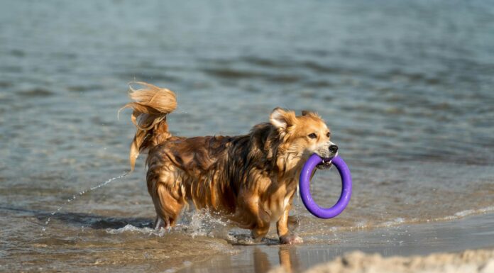 Perro paseando por València en un día de calor tras superar los 25 grados