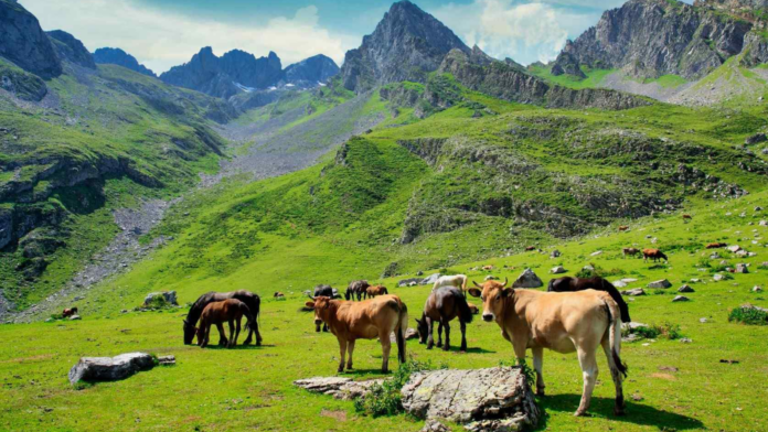 7televalencia-vacas El 1 de junio entra en vigor el Plan 2026 de seguros pecuarios, que incluye 15 líneas ganaderas