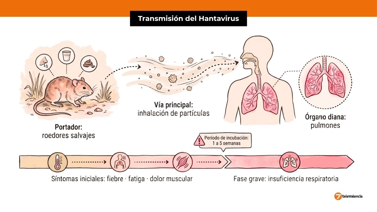 Esquema de transmisión del hantavirus