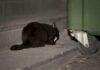 Hasta 50.000 euros de multa por dar de comer a gatos callejeros: así es la nueva ley animal Hasta 50.000 euros de multa por dar de comer a gatos callejeros: así es la nueva ley animal