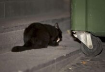 Hasta 50.000 euros de multa por dar de comer a gatos callejeros: así es la nueva ley animal Hasta 50.000 euros de multa por dar de comer a gatos callejeros: así es la nueva ley animal