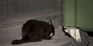 Hasta 50.000 euros de multa por dar de comer a gatos callejeros: así es la nueva ley animal