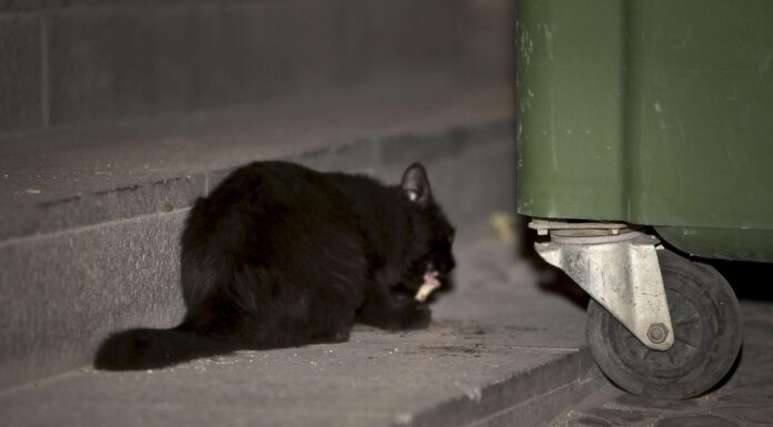 Hasta 50.000 euros de multa por dar de comer a gatos callejeros: así es la nueva ley animal