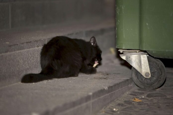 Hasta 50.000 euros de multa por dar de comer a gatos callejeros: así es la nueva ley animal