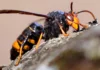 Detectan el primer nido de avispa «asesina» asiática en Valencia: qué es y cómo actuar Ejemplar de avispa asiática