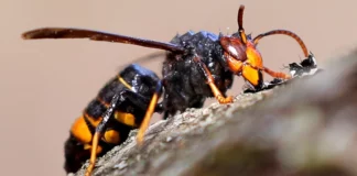 Ejemplar de avispa asiática