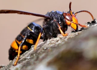 Ejemplar de avispa asiática
