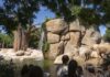 Bioparc Valencia se consolida en el TOP 10 mundial de parques de animales y el TOP 5 de Europa Bioparc Valencia se consolida en el TOP 10 mundial de parques de animales y el TOP 5 de Europa
