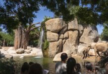 Bioparc Valencia se consolida en el TOP 10 mundial de parques de animales y el TOP 5 de Europa Bioparc Valencia se consolida en el TOP 10 mundial de parques de animales y el TOP 5 de Europa