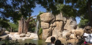 Bioparc Valencia se consolida en el TOP 10 mundial de parques de animales y el TOP 5 de Europa