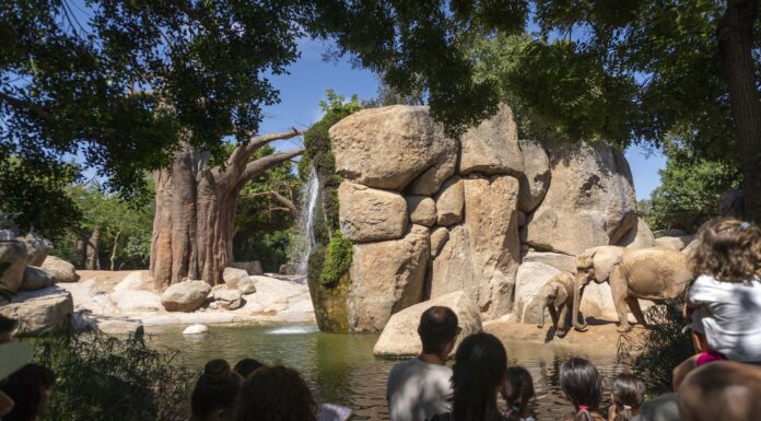 Bioparc Valencia se consolida en el TOP 10 mundial de parques de animales y el TOP 5 de Europa Bioparc Valencia se consolida en el TOP 10 mundial de parques de animales y el TOP 5 de Europa