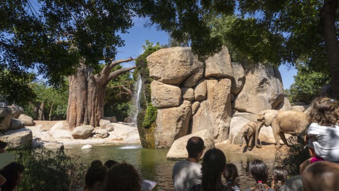 Bioparc Valencia se consolida en el TOP 10 mundial de parques de animales y el TOP 5 de Europa