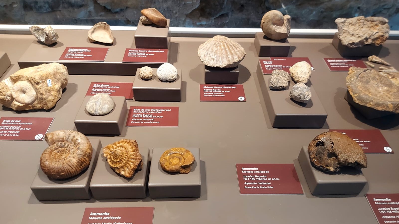 Fósiles de Alpuente