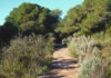 La dehesa del Saler