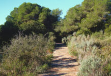 Rescatan a un niño de ocho años perdido en la Dehesa de El Saler durante una excursión escolar La dehesa del Saler