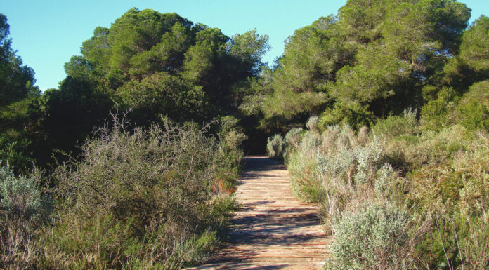 Rescatan a un niño de ocho años perdido en la Dehesa de El Saler durante una excursión escolar La dehesa del Saler