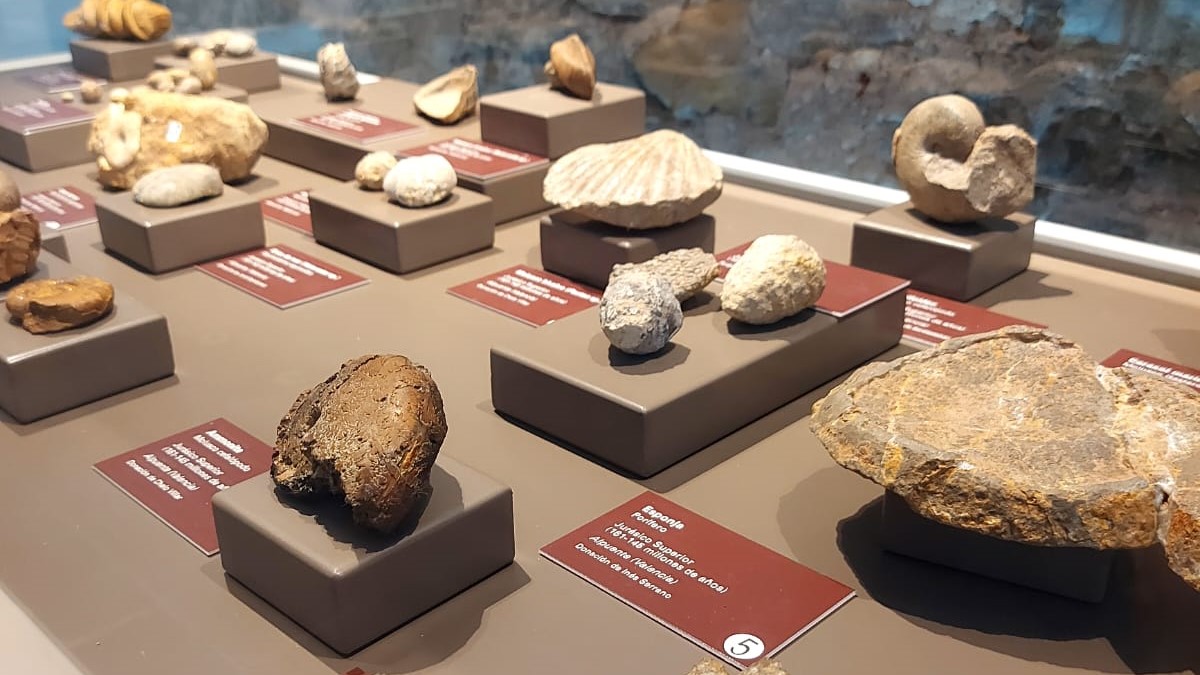 Muestra de fósiles en el Museo Paleontológico de Alpuente