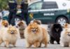 Detienen al «Cruela de Vil» de Bétera tras robar 44 cachorros de perro valorados en 65.000 euros Imagen recreada por inteligencia artificial de cachorros de pomerania