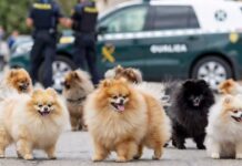 Detienen al «Cruela de Vil» de Bétera tras robar 44 cachorros de perro valorados en 65.000 euros Imagen recreada por inteligencia artificial de cachorros de pomerania