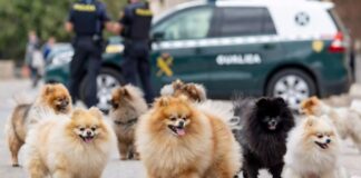 Imagen recreada por inteligencia artificial de cachorros de pomerania
