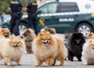 Imagen recreada por inteligencia artificial de cachorros de pomerania