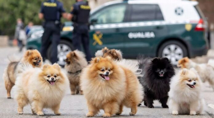 Detienen al «Cruela de Vil» de Bétera tras robar 44 cachorros de perro valorados en 65.000 euros Imagen recreada por inteligencia artificial de cachorros de pomerania