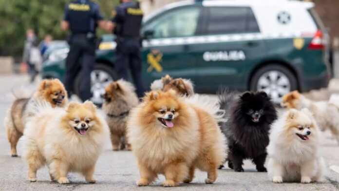 Imagen recreada por inteligencia artificial de cachorros de pomerania