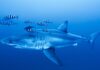 Graban un gran tiburón blanco en el Mediterráneo: ¿podría llegar a aguas valencianas? Tiburón blanco escoltado por peces piloto en aguas abiertas. © Derk Remmers / Ghost Diving.