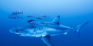 Tiburón blanco escoltado por peces piloto en aguas abiertas. © Derk Remmers / Ghost Diving.