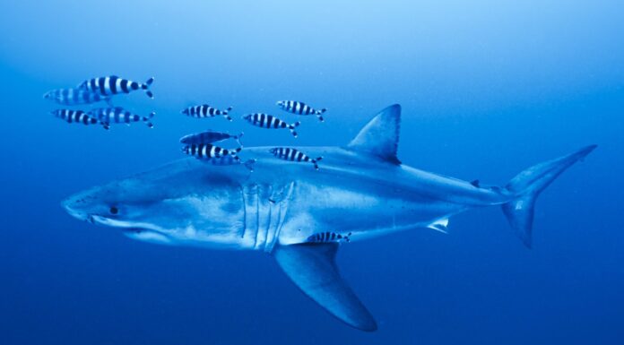 Graban un gran tiburón blanco en el Mediterráneo: ¿podría llegar a aguas valencianas? Tiburón blanco escoltado por peces piloto en aguas abiertas. © Derk Remmers / Ghost Diving.