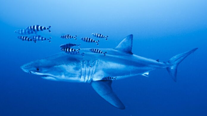 7televalencia tiburon blanco mediterráneo Tiburón blanco escoltado por peces piloto en aguas abiertas. © Derk Remmers / Ghost Diving.