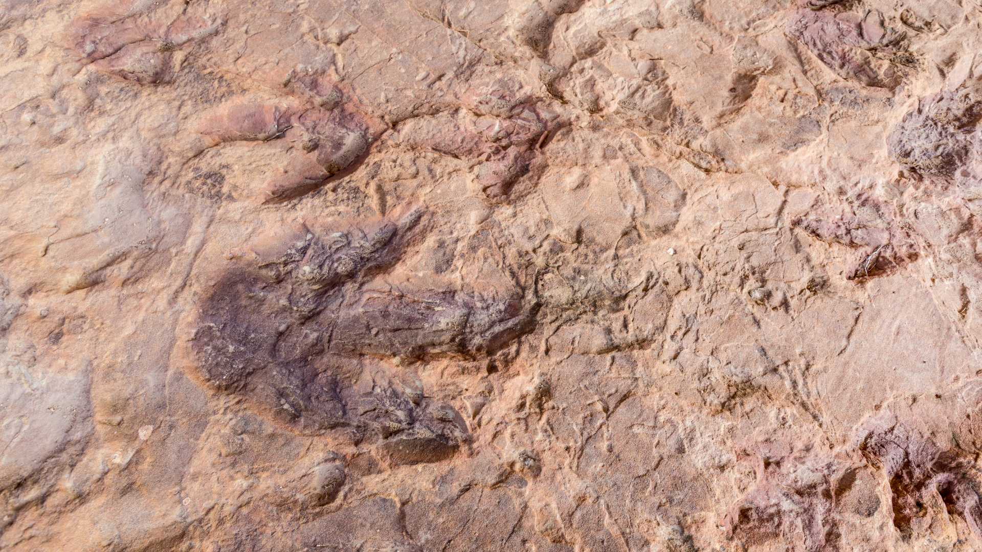 Icnitas de dinosaurio localizadas en la Comunitat Valenciana