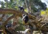 BIOPARC Valencia incorpora dos árboles de naturalización artística para los chimpancés