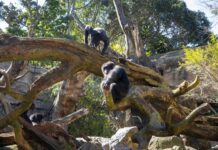 BIOPARC Valencia incorpora dos árboles de naturalización artística para los chimpancés