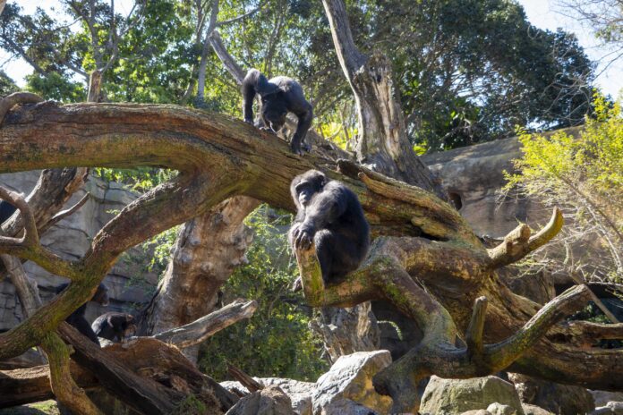 Chimpancés en la nueva estructura de árboles artificiales - BIOPARC Valencia