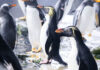 El Oceanogràfic incorpora una de las especies de pingüino más amenazadas del mundo